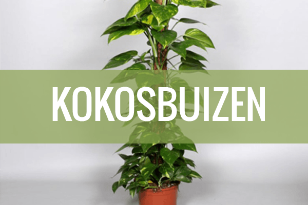 kokosbuizen
